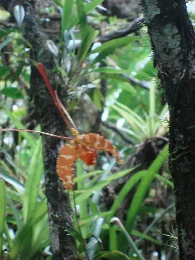 Asa Wright Nature Centre
